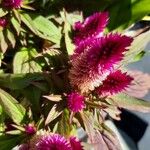 Celosia argenteaFlor