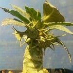 Dorstenia foetida Flower