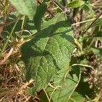 Pentanema squarrosum Leaf