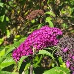 Buddleja japonicaFloro