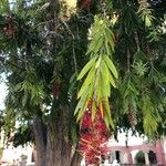 Callistemon viminalis Blomst