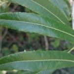 Salix triandra ഇല