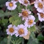 Tanacetum parthenium Květ