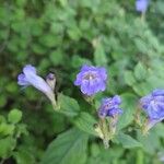 Strobilanthes attenuata Flower