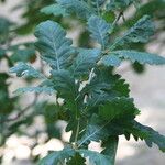 Quercus canariensis Leaf