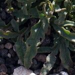 Rorippa curvisiliqua Leaf