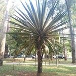 Furcraea selloana Folha