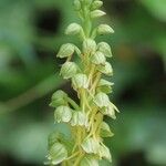 Orchis anthropophora Цвят