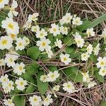 Primula vialii Övriga