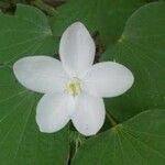 Bauhinia acuminataÕis