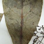 Aiouea laevis Flor