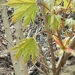 Acer opalus Лист