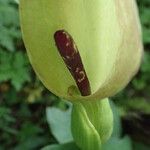 Arum cylindraceum Кветка