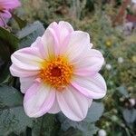 Dahlia spp.花