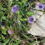 Globularia vulgaris ᱥᱟᱠᱟᱢ