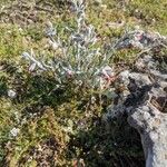 Pardoglossum cheirifolium Flower