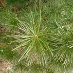 Sciadopitys verticillata Likasa