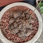 Dioscorea elephantipes Rusca