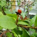 Magnolia figo Fruit