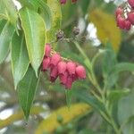 Agarista salicifolia Flor