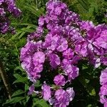 Phlox carolina Flower