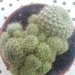 Rebutia minuscula Yaprak