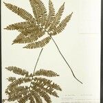 Adiantum terminatum Лист