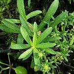 Galium maritimum Leaf