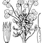 Trifolium uniflorum Other