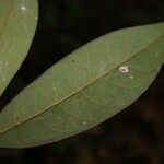 Anaxagorea dolichocarpa Leaf