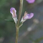 Teucrium creticum Blüte