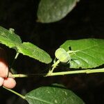 Cleidion castaneifolium Hedelmä