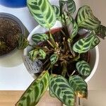 Ctenanthe burle-marxii 葉