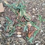Chimaphila maculata Hoja