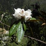 Rhododendron dignabile Λουλούδι