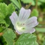 Malva neglecta ফুল