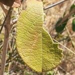 Combretum molle Blad