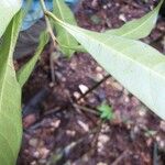 Pouteria bilocularis Leaf