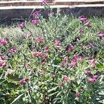 Echium creticum Habit