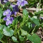 Viola × uechtritziana Habitus