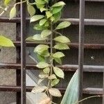 Hoya longifolia Folha