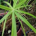 Cyperus alternifolius Hoja