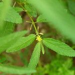 Corchorus tridens Flower