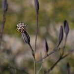 Porophyllum gracile Flower