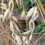 Avena fatua Fruit