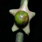 Heisteria macrophylla Fruto