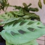 Maranta leuconeura É.MorrenLapas