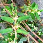 Euphorbia maculata Blüte