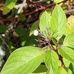 Cornus sericeaFruit