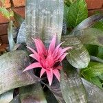 Aechmea fasciataFlower